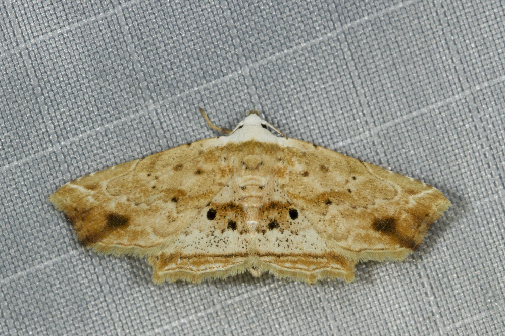 Hypenagonia brachypalpia