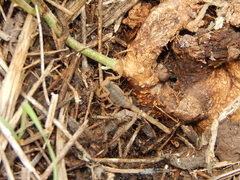 Centruroides ornatus