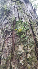 Bulbophyllum tuberculatum