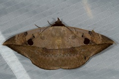 Hypopyra ossigeroides