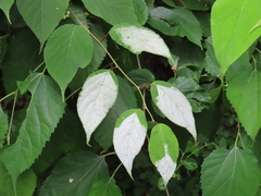 Actinidia polygama