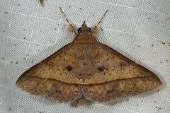 Hypospila dochmotoma