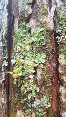 Bulbophyllum tuberculatum