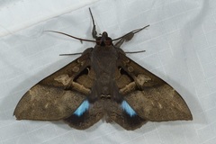 Ischyja hemiphaea