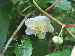 Actinidia polygama