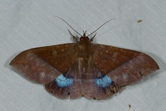 Ischyja marapok
