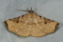 Lignicida grisechana