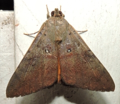 Oxyodes tricolor
