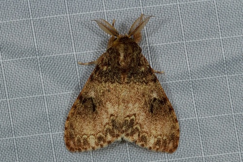 Lymantria kinta