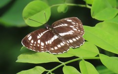 Neptis pryeri