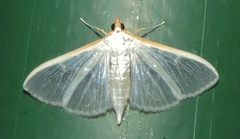 Palpita margaritacea