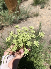 Angelica lineariloba