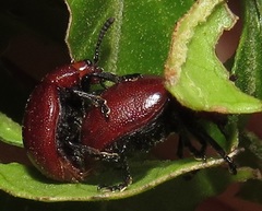 Chrysomelina