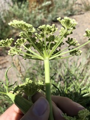 Angelica lineariloba