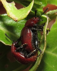 Chrysomelina