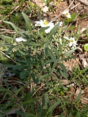 Melampodium cinereum