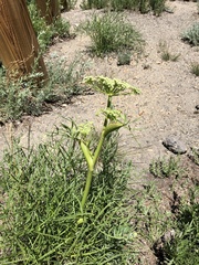 Angelica lineariloba