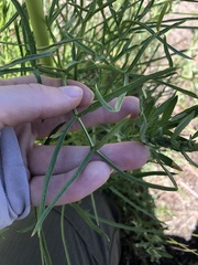 Angelica lineariloba