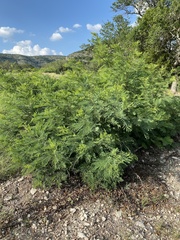 Senegalia berlandieri