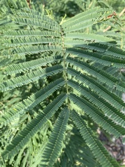 Senegalia berlandieri