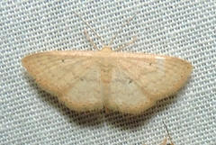 Scopula hypochra