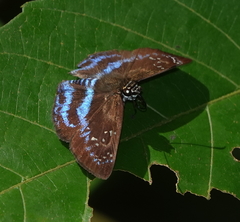 Quadrus contubernalis