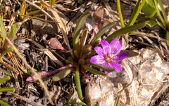 Lewisia pygmaea