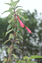 Fuchsia canescens