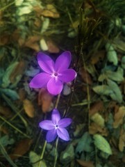 Pseuderanthemum praecox