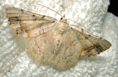 Aeolochroma quadrilinea