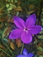 Pseuderanthemum praecox