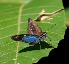 Quadrus contubernalis