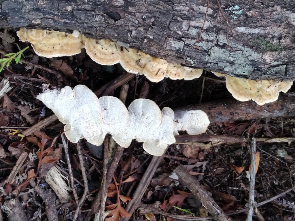 Trametopsis tasmanica