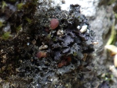 Leptochidium albociliatum