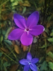 Pseuderanthemum praecox