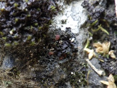 Leptochidium albociliatum