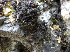 Leptochidium albociliatum