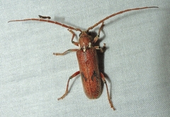 Strongylurus thoracicus