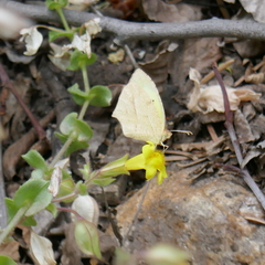 Abaeis mexicana