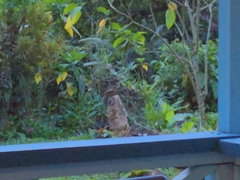 Turdus grayi