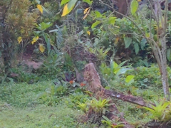Turdus grayi