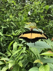 Heraclides androgeus epidaurus