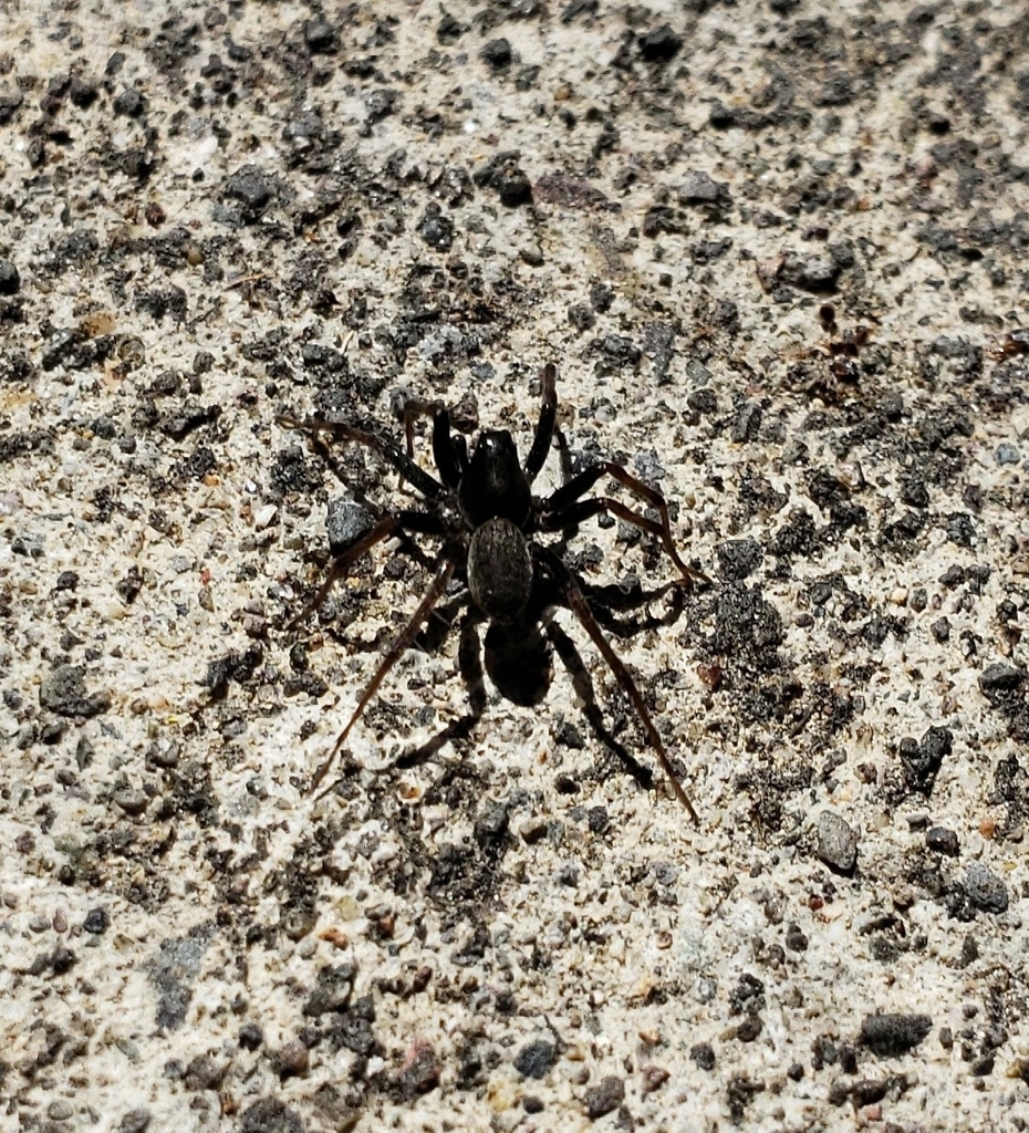 Shiny Wolf Spider