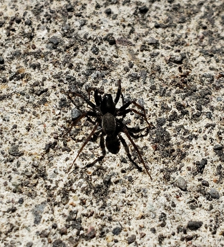 Shiny Wolf Spider