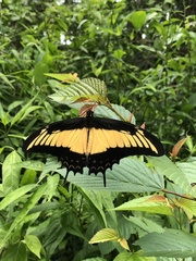Heraclides androgeus epidaurus
