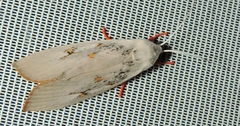 Brachybelistis neomorpha