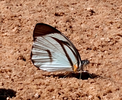 Ganyra phaloe