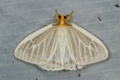 Sitvia denudata