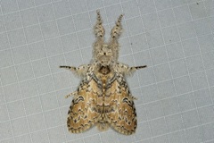 Calliteara cerigoides