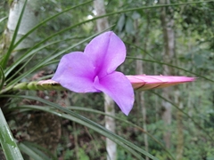 Wallisia cyanea